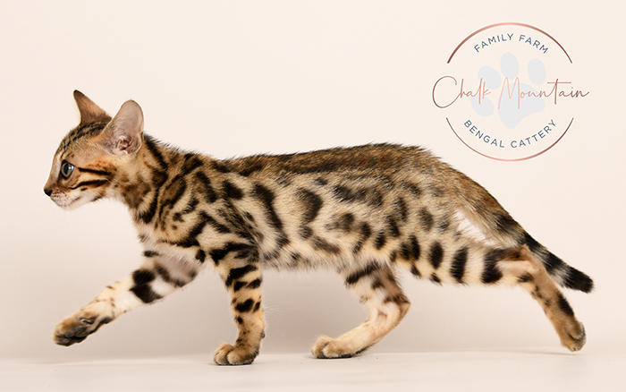 Miles our Bengal kitten learning harness training for outdoor adventures